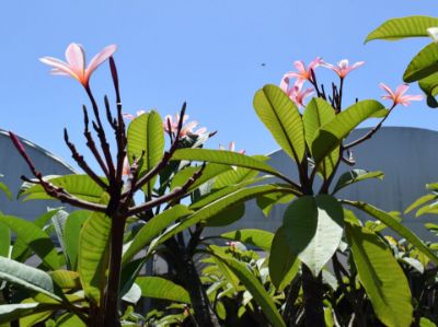 Picture of Plumeria acutifolia Pink