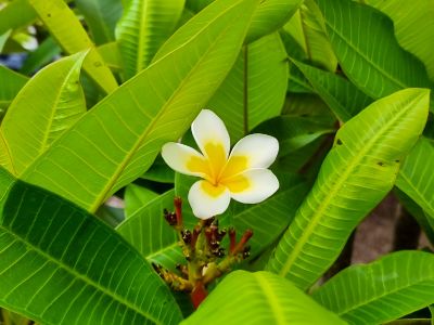 Picture of Plumeria acutifolia White