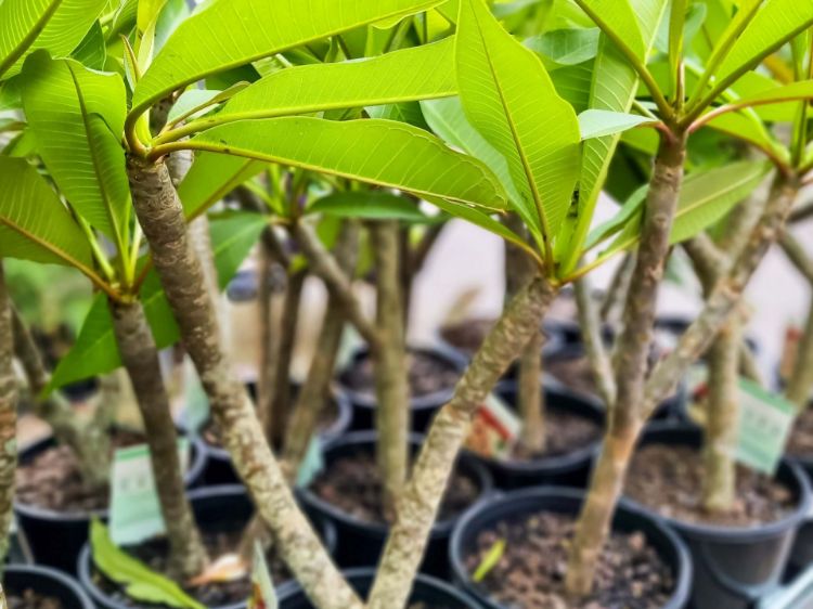 Picture of Plumeria acutifolia White