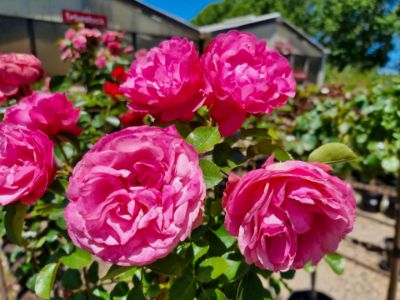 Picture of Rosa Leonardo Da Vinci