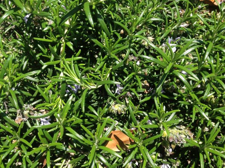 Picture of Rosmarinus officinalis Prostrata