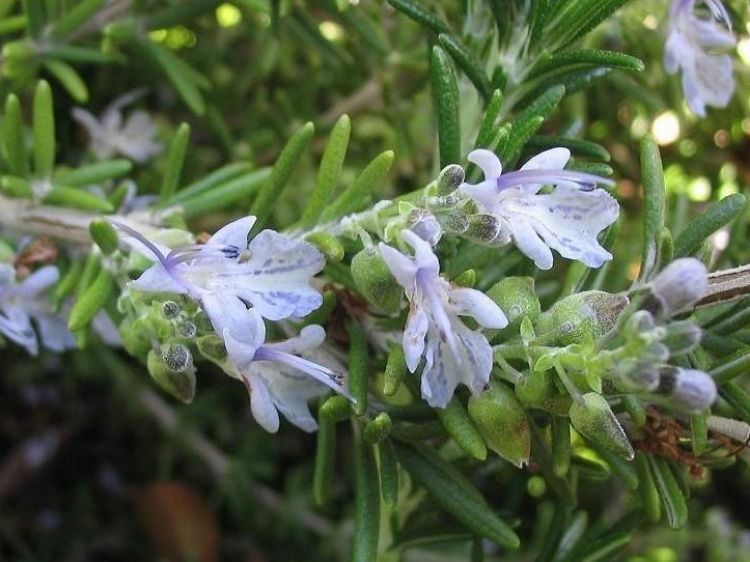 Picture of Rosmarinus officinalis Prostrata
