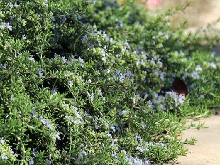 Picture of Rosmarinus officinalis Prostrata