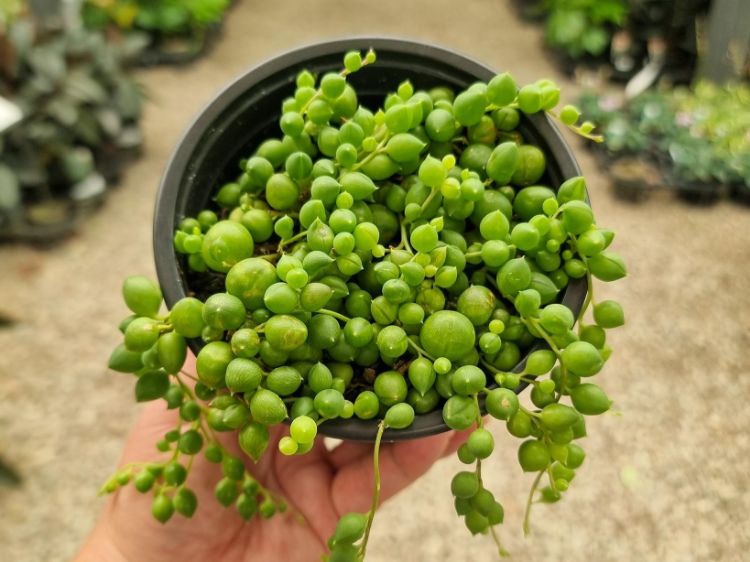 Picture of Senecio rowleyanus