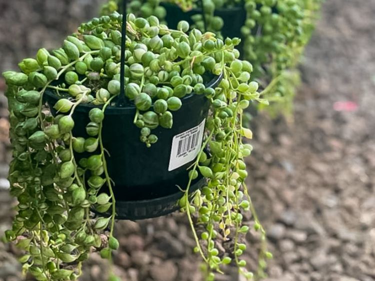 Picture of Senecio rowleyanus