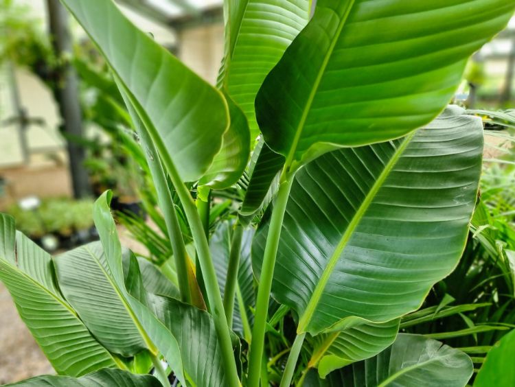 Strelitzia Nicolai