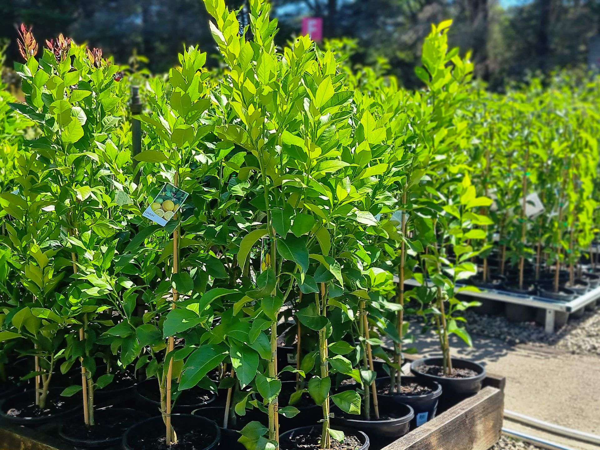 Citrus Limon Eureka Wholesale Nursery Nurseries In Melbourne 