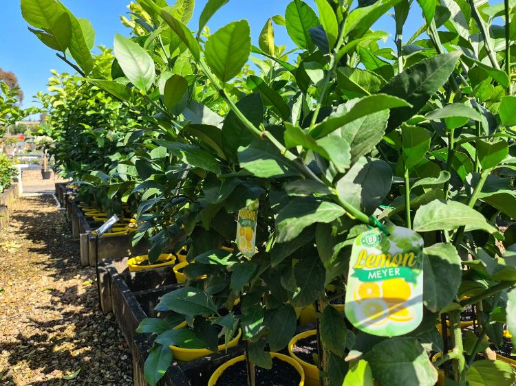 Citrus Limon Meyer Wholesale Nursery Nurseries In Melbourne 