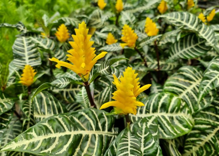 Picture of Aphelandra squarrosa