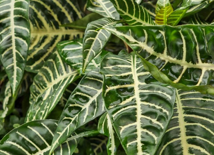 Picture of Aphelandra squarrosa