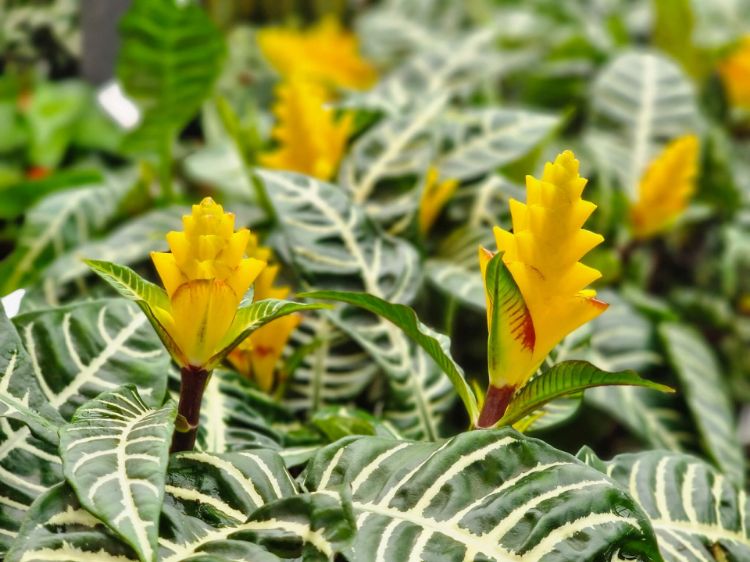 Picture of Aphelandra squarrosa