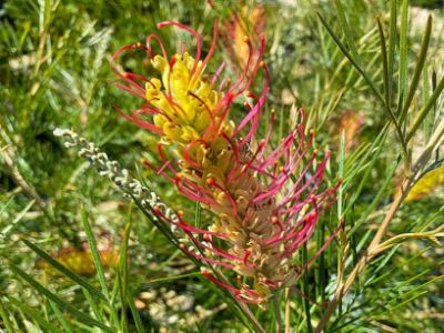 Picture of Grevillea hybrida Outback Sunrise