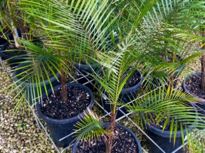 Picture of Lytocaryum weddellianum