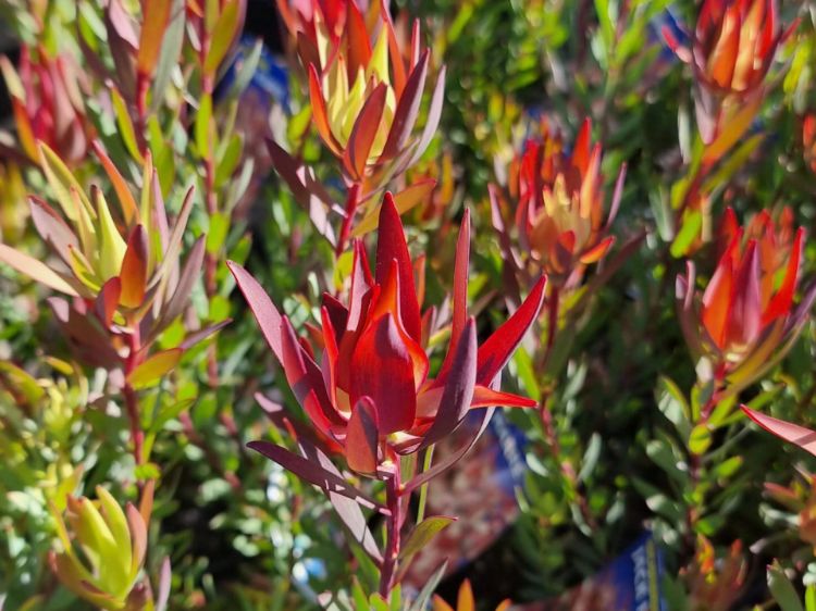 Picture of Leucadendron salignum Jack Harre