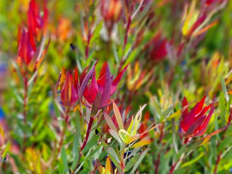 Picture of Leucadendron salignum Jack Harre