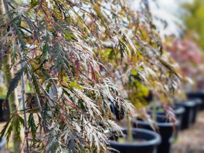 Picture of Acer palmatum Dissectum Inaba Shidare