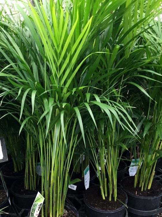 Picture of Dypsis lutescens