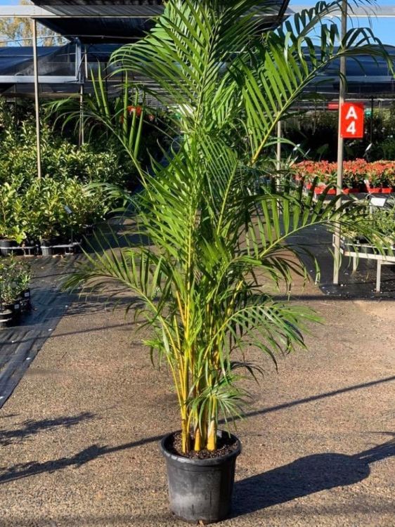 Picture of Dypsis lutescens