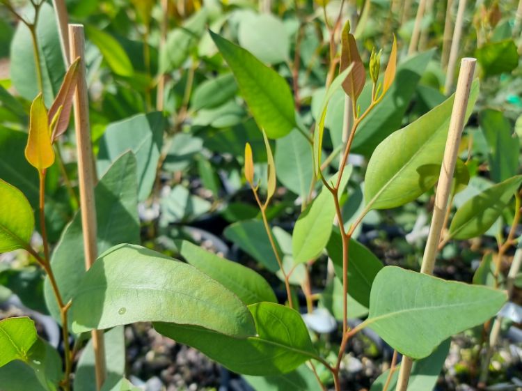 Picture of Eucalyptus lansdowneana Albopurpurea
