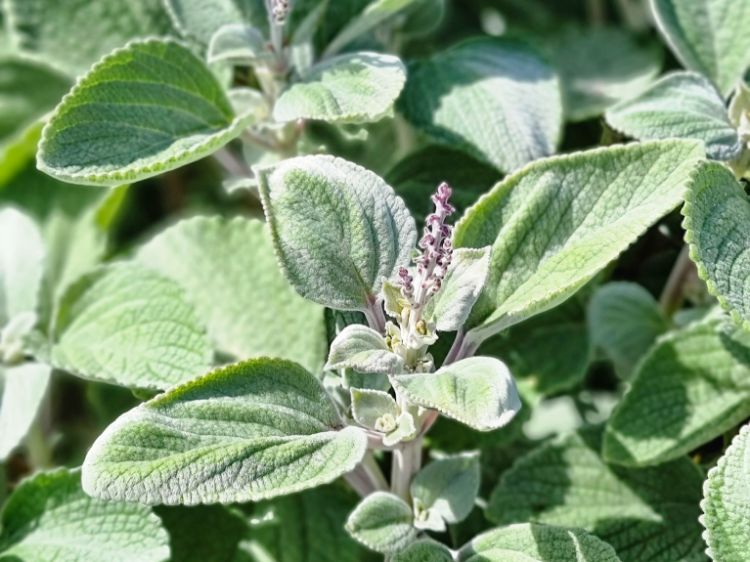 Picture of Plectranthus argentatus