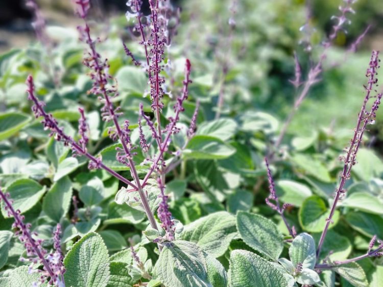 Picture of Plectranthus argentatus