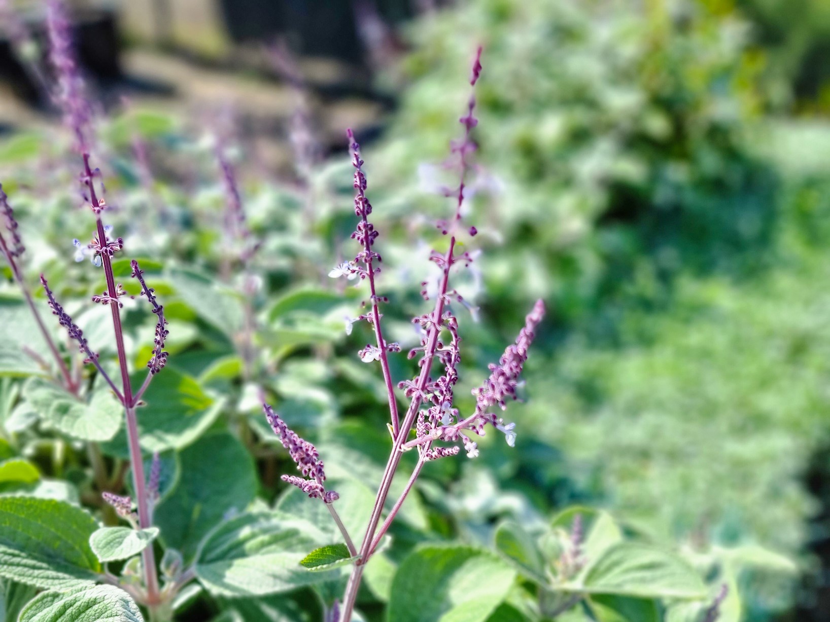 Plectranthus argentatus | Wholesale Nursery - Nurseries in Melbourne ...