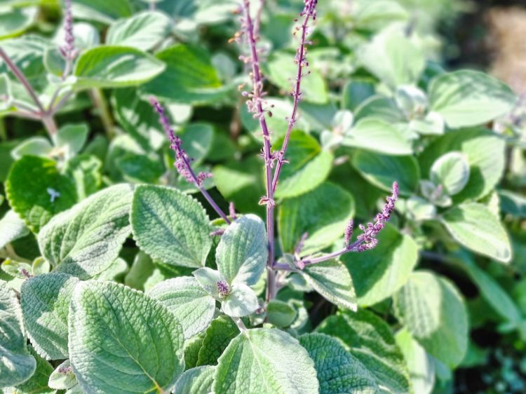 Picture of Plectranthus argentatus