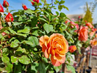 Picture of Rosa Tuscan Sun