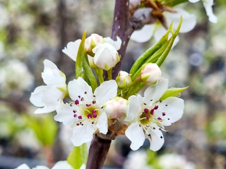 Picture of Pyrus ussuriensis