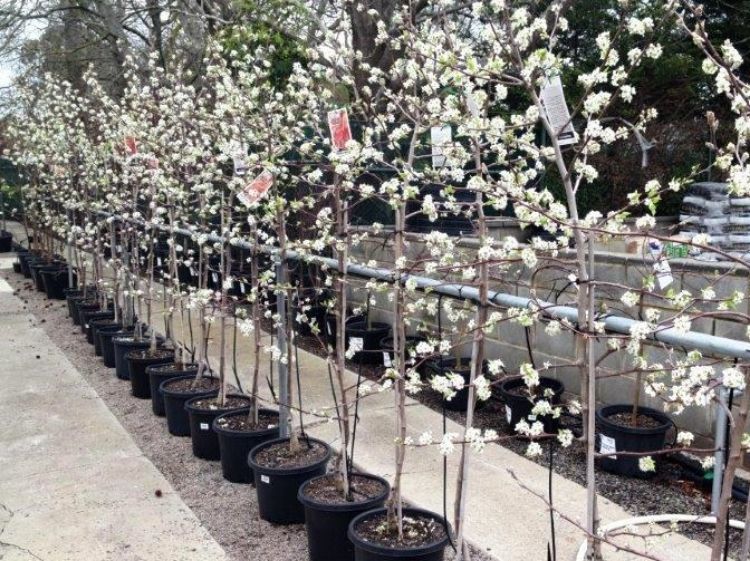 Picture of Pyrus ussuriensis