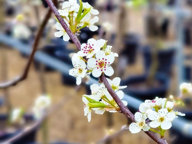 Picture of Pyrus ussuriensis