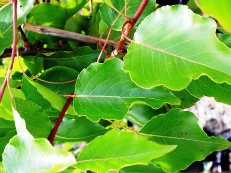 Picture of Pyrus ussuriensis