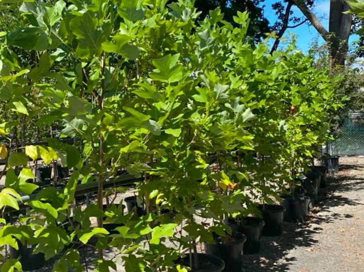 Picture of Liriodendron tulipifera