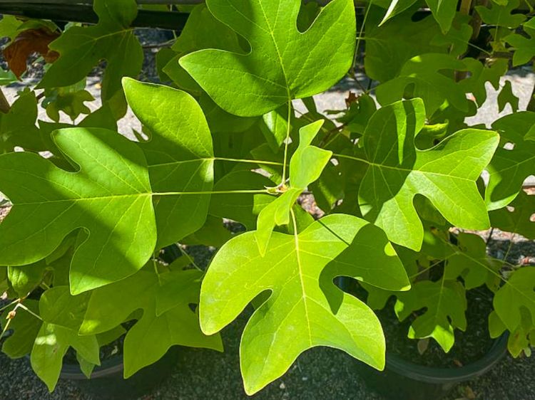 Picture of Liriodendron tulipifera