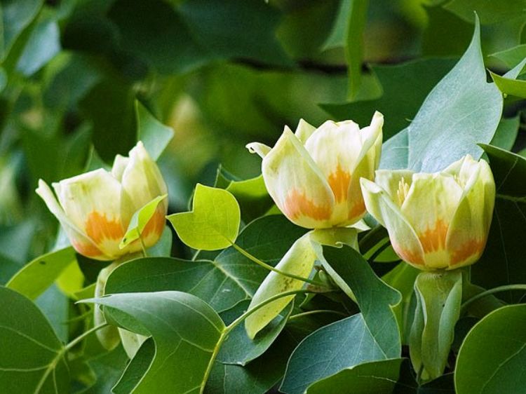 Picture of Liriodendron tulipifera