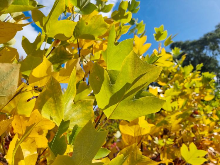 Picture of Liriodendron tulipifera