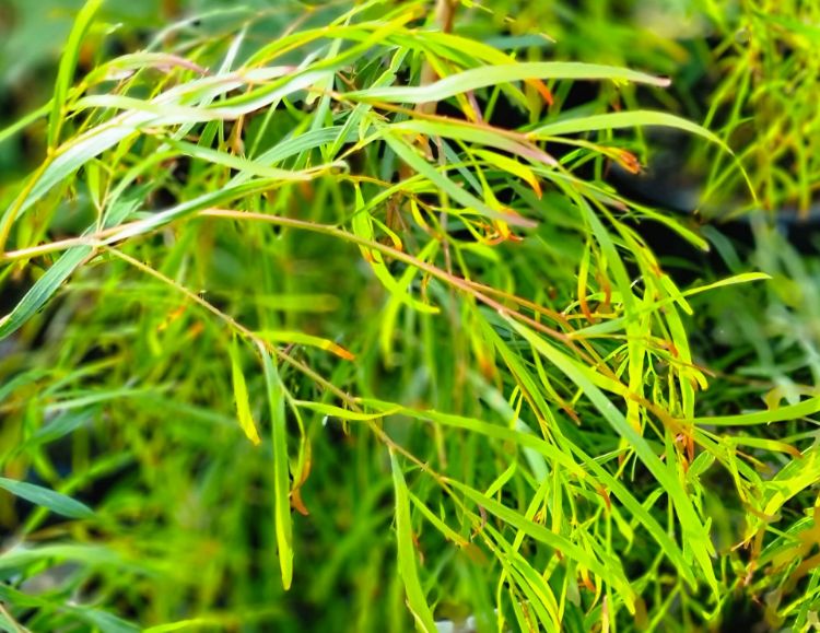 Picture of Acacia cognata Copper Tips