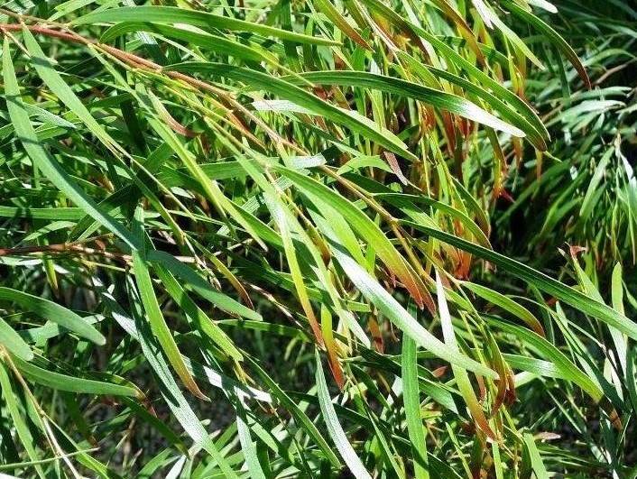 Acacia cognata Copper Tips | Wholesale Nursery - Nurseries in Melbourne ...