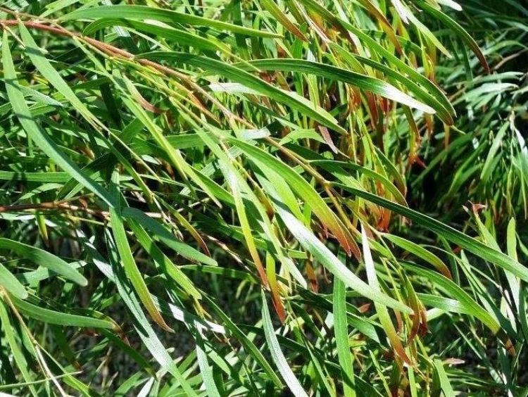 Picture of Acacia cognata Copper Tips