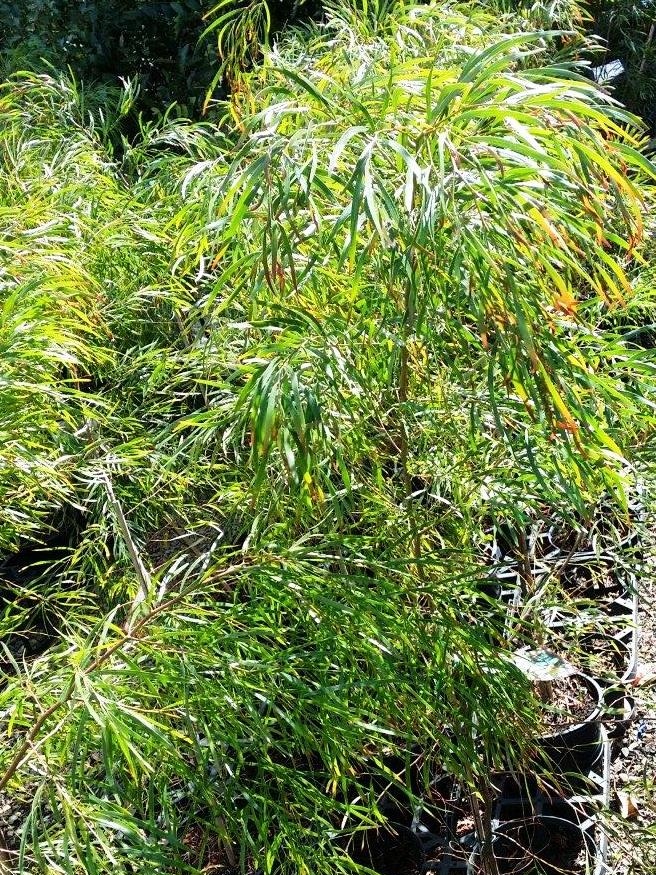 Acacia cognata Copper Tips | Wholesale Nursery - Nurseries in Melbourne ...