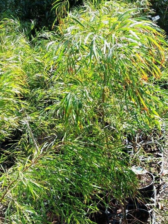 Picture of Acacia cognata Copper Tips