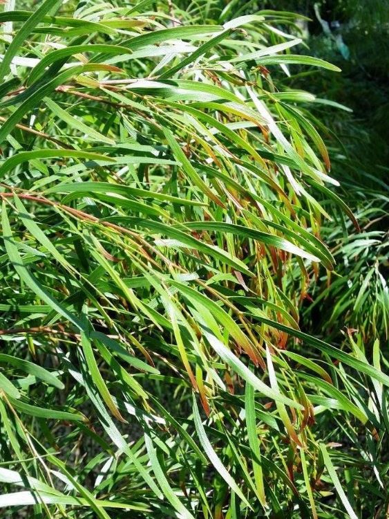 Picture of Acacia cognata Copper Tips