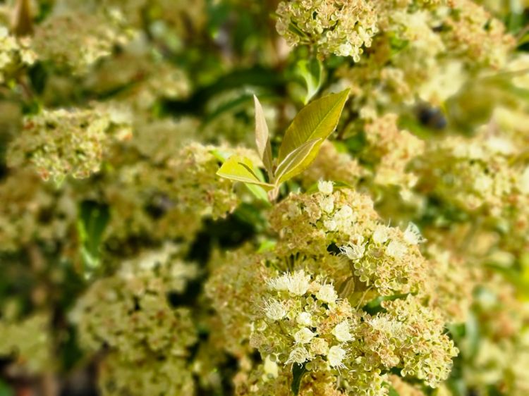 Picture of Backhousia citriodora