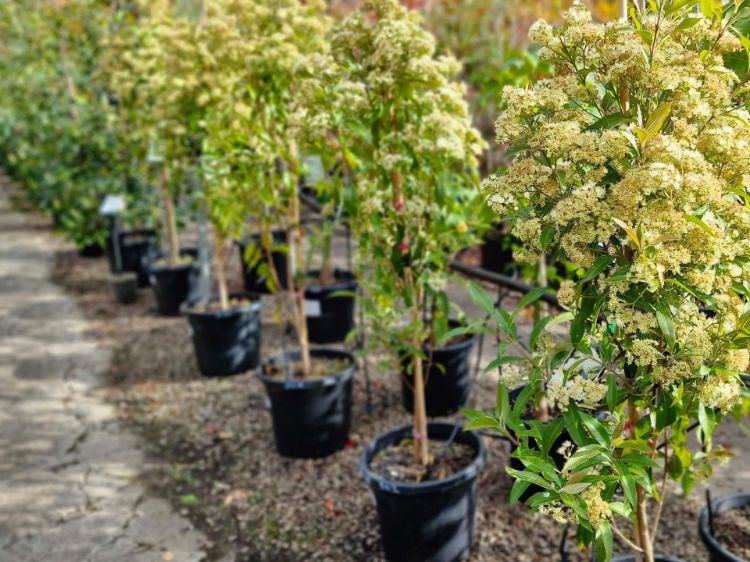 Picture of Backhousia citriodora