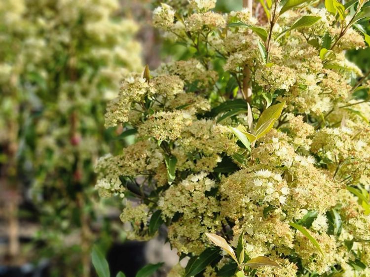 Picture of Backhousia citriodora