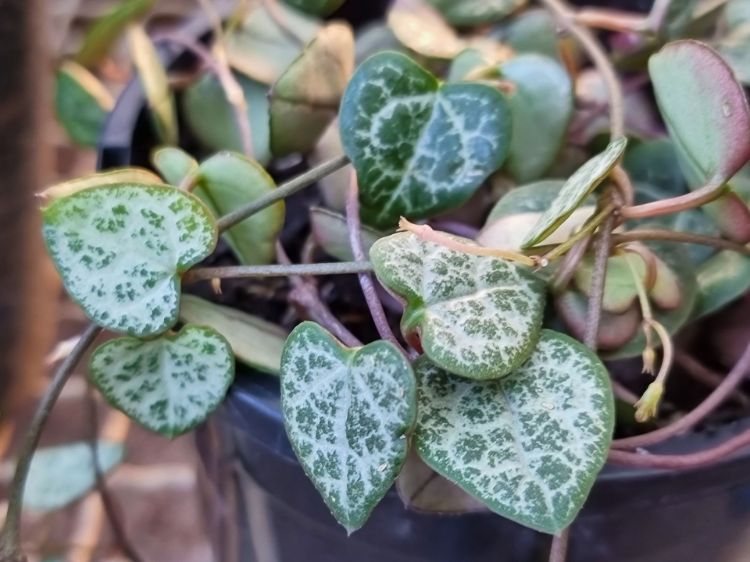Picture of Ceropegia woodii
