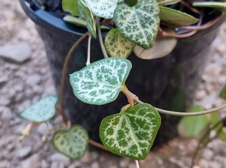 Picture of Ceropegia woodii