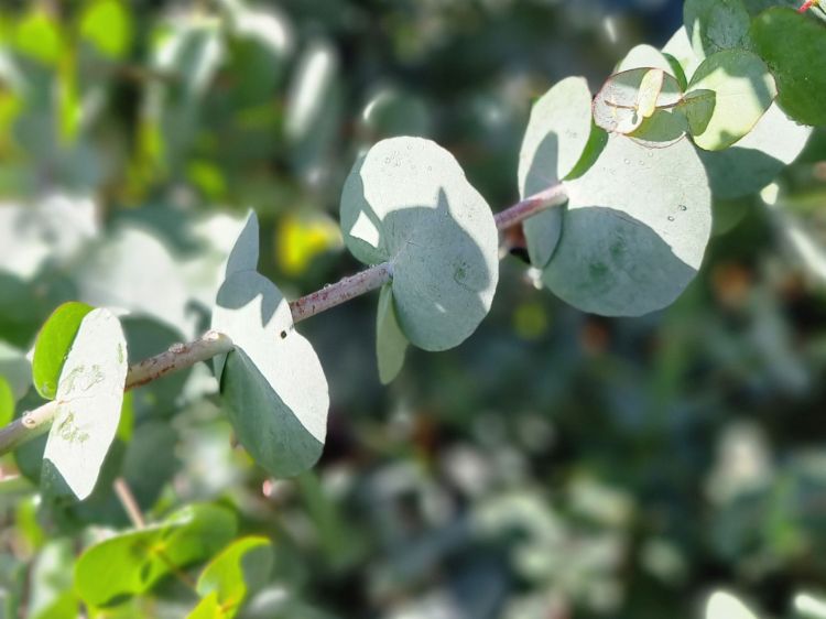 Picture of Eucalyptus cinerea