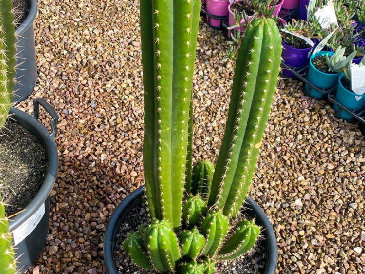Picture of Trichocereus pachanoi