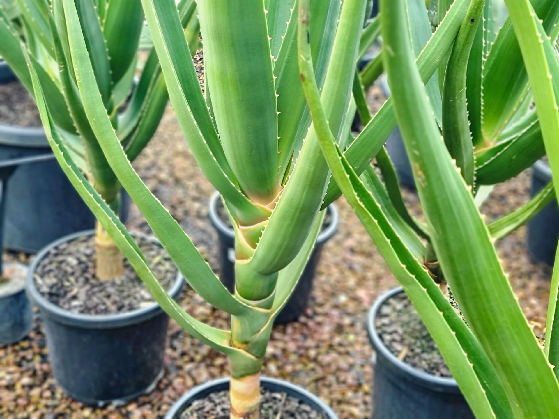 Aloidendron barberae | Wholesale Nursery - Nurseries in Melbourne ...